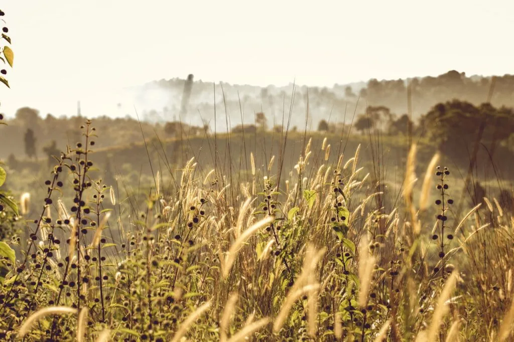 pexels-photo-699422-699422.jpg