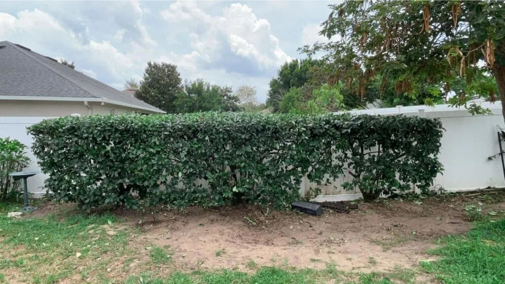 Hedge trimming and shrub care in Lake County, Florida