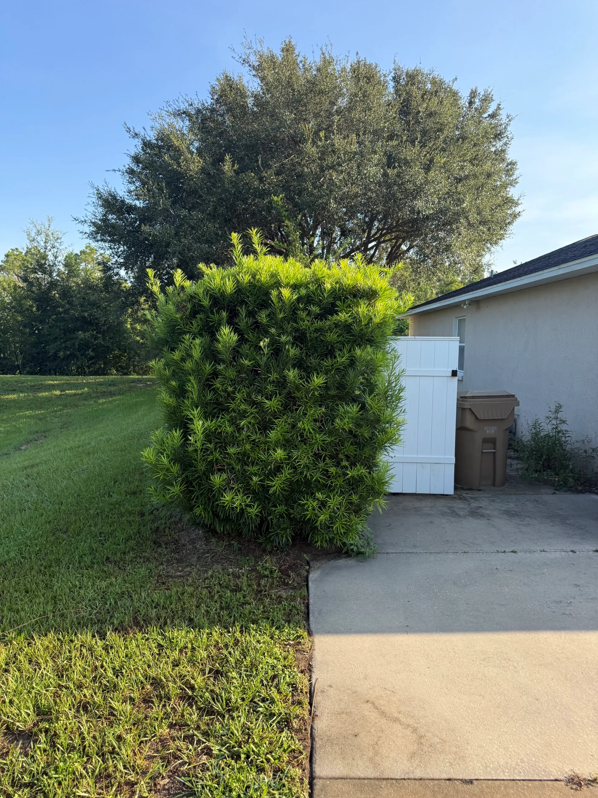 Overgrown hedge before professional trimming in Lake County, Florida