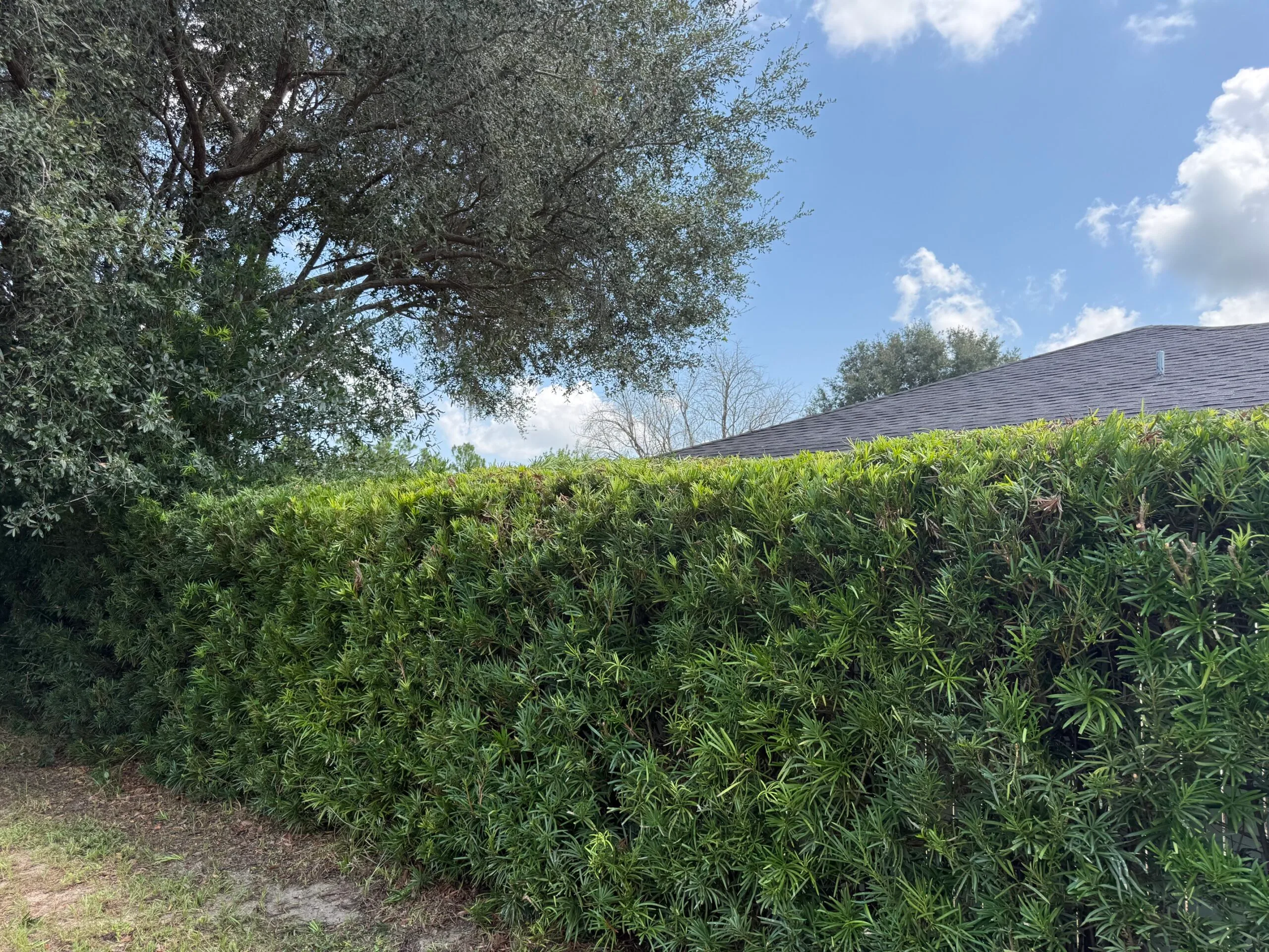 Professional hedge and landscape maintenance by JD's Lawncare