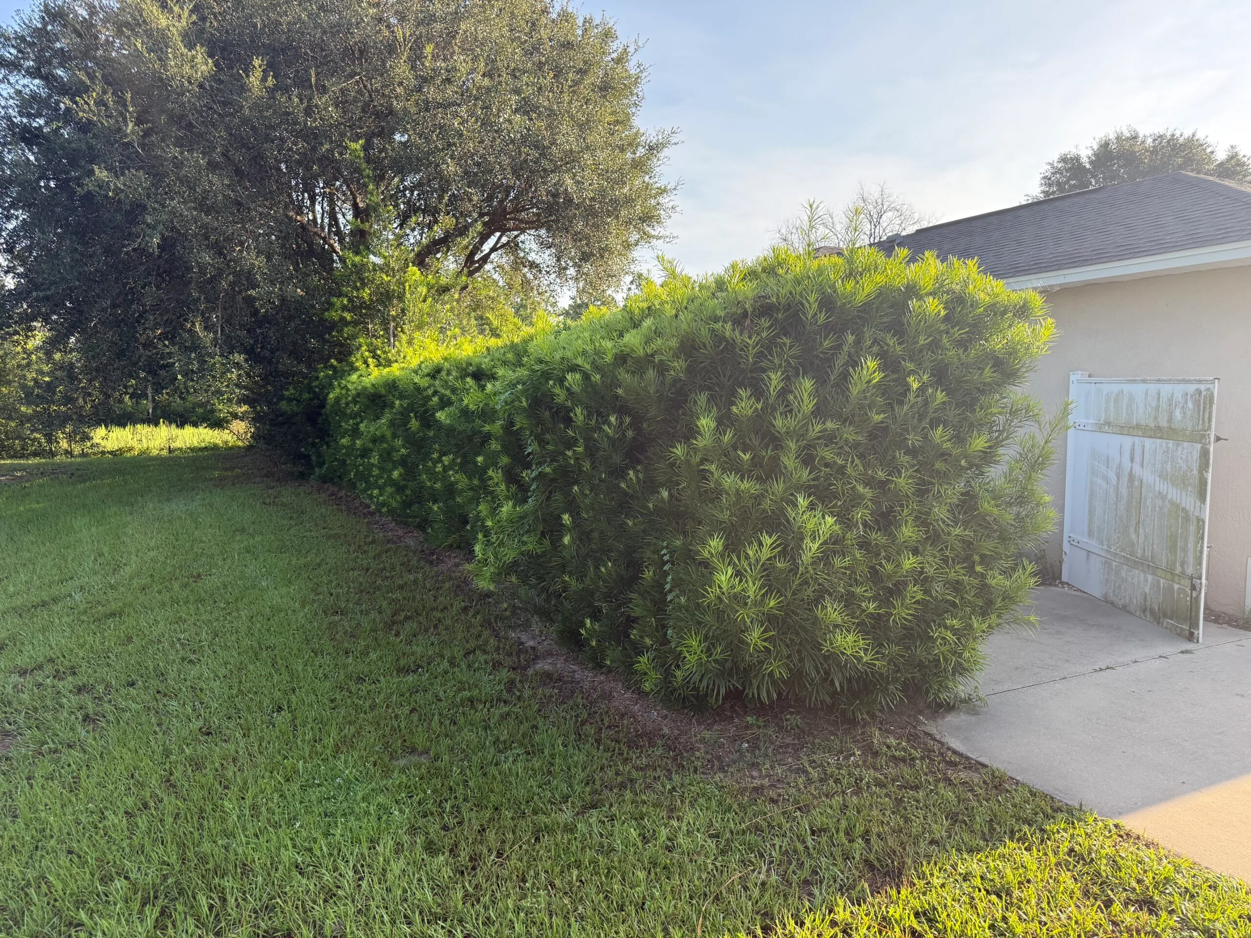 Landscape hedge before professional refresh in Lake County, Florida