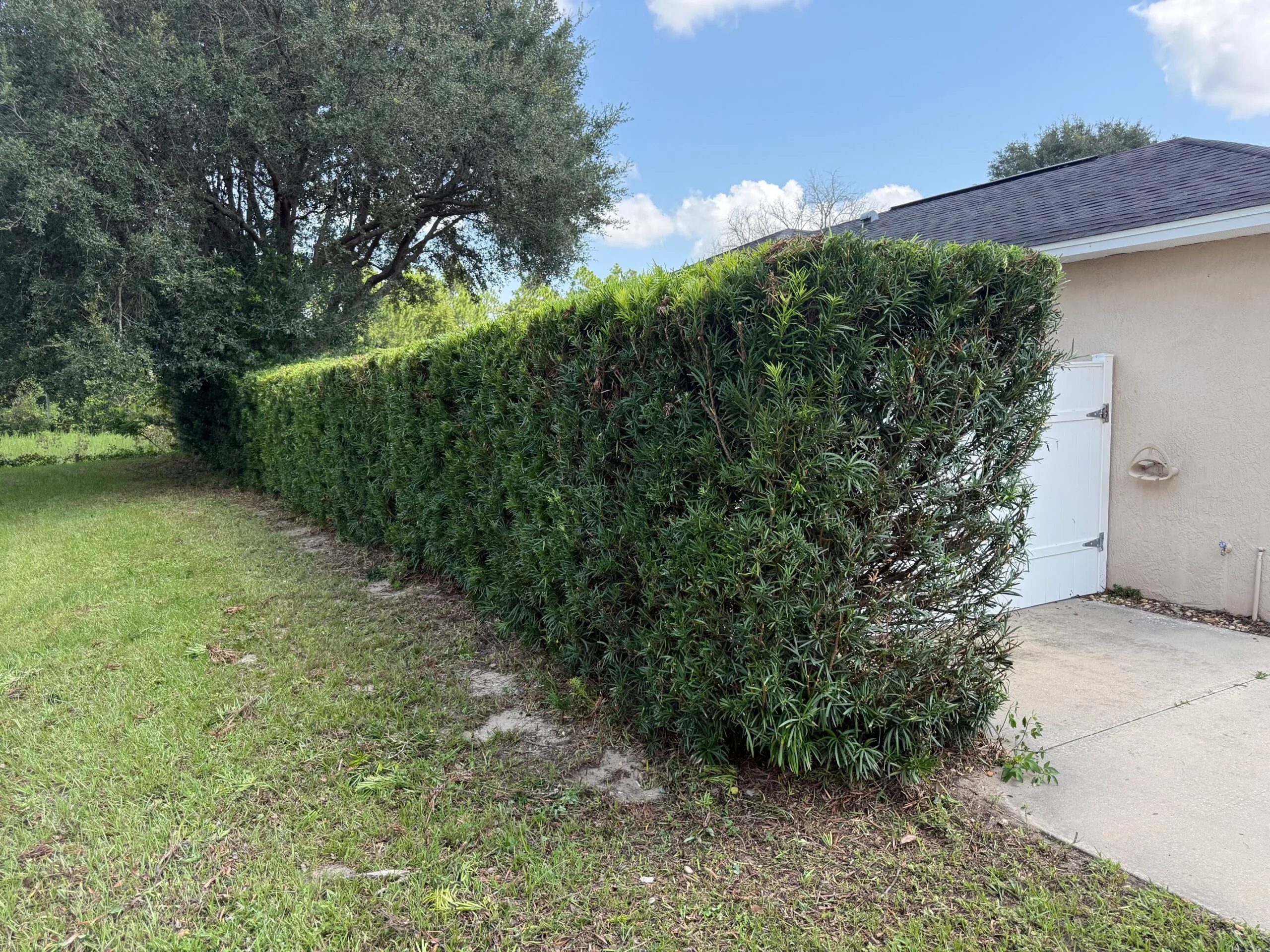 Landscape hedge after JD's Lawncare refresh in Lake County, Florida