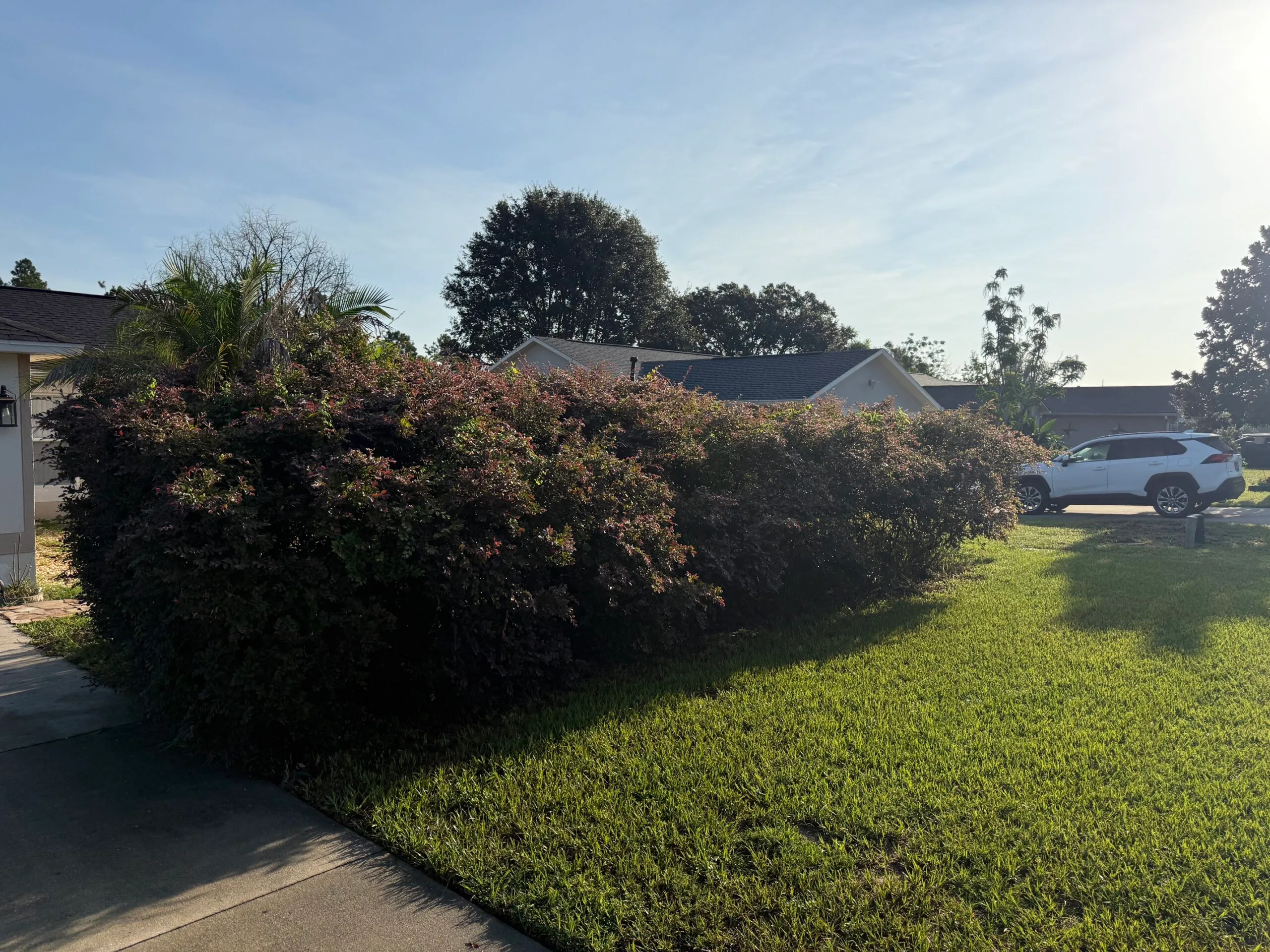 Overgrown backyard landscaping before cleanup in Lake County, Florida
