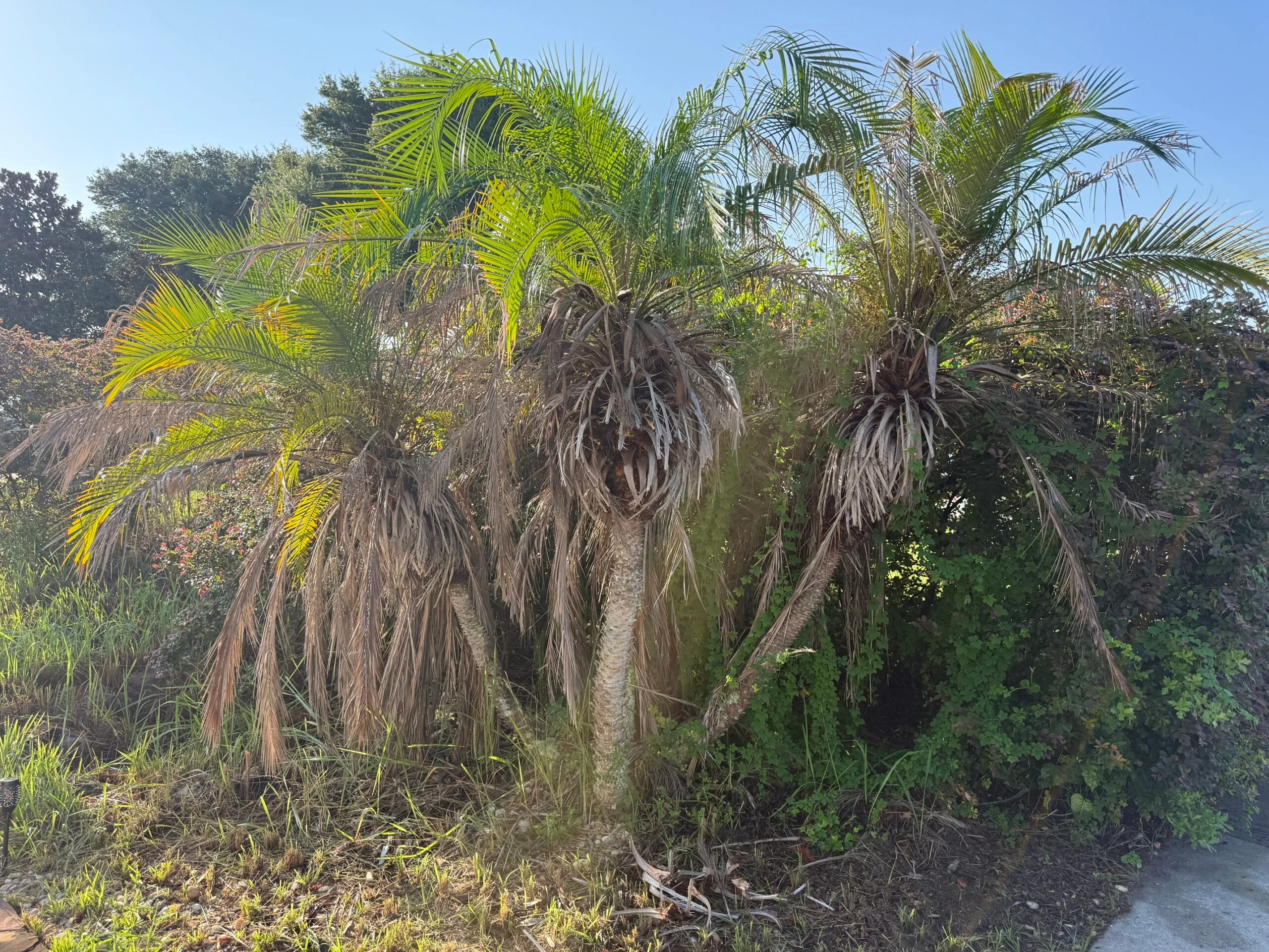 Overgrown palm trees before cleanup in Lake County, Florida