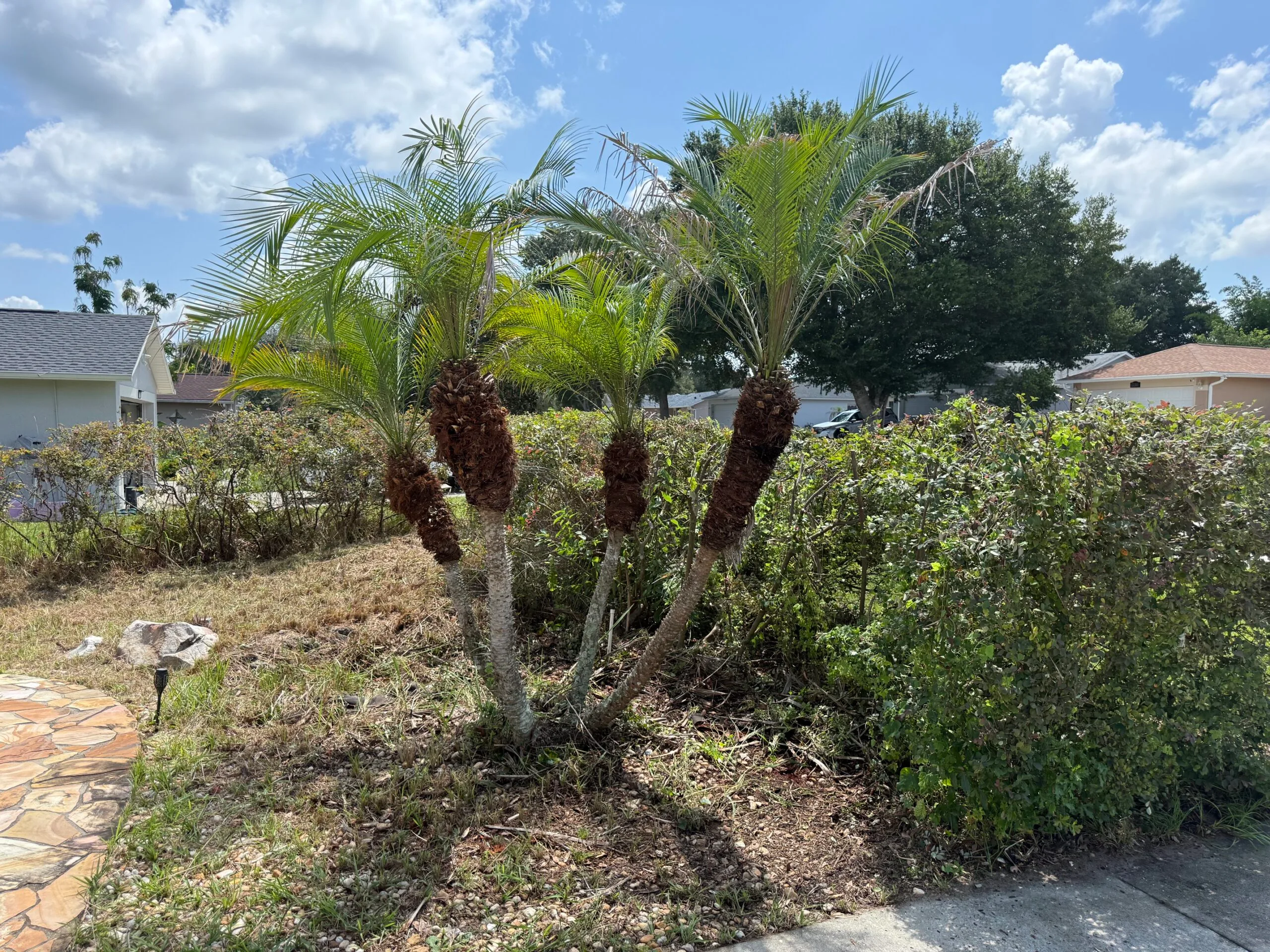 Palm trees after professional cleanup in Lake County, Florida