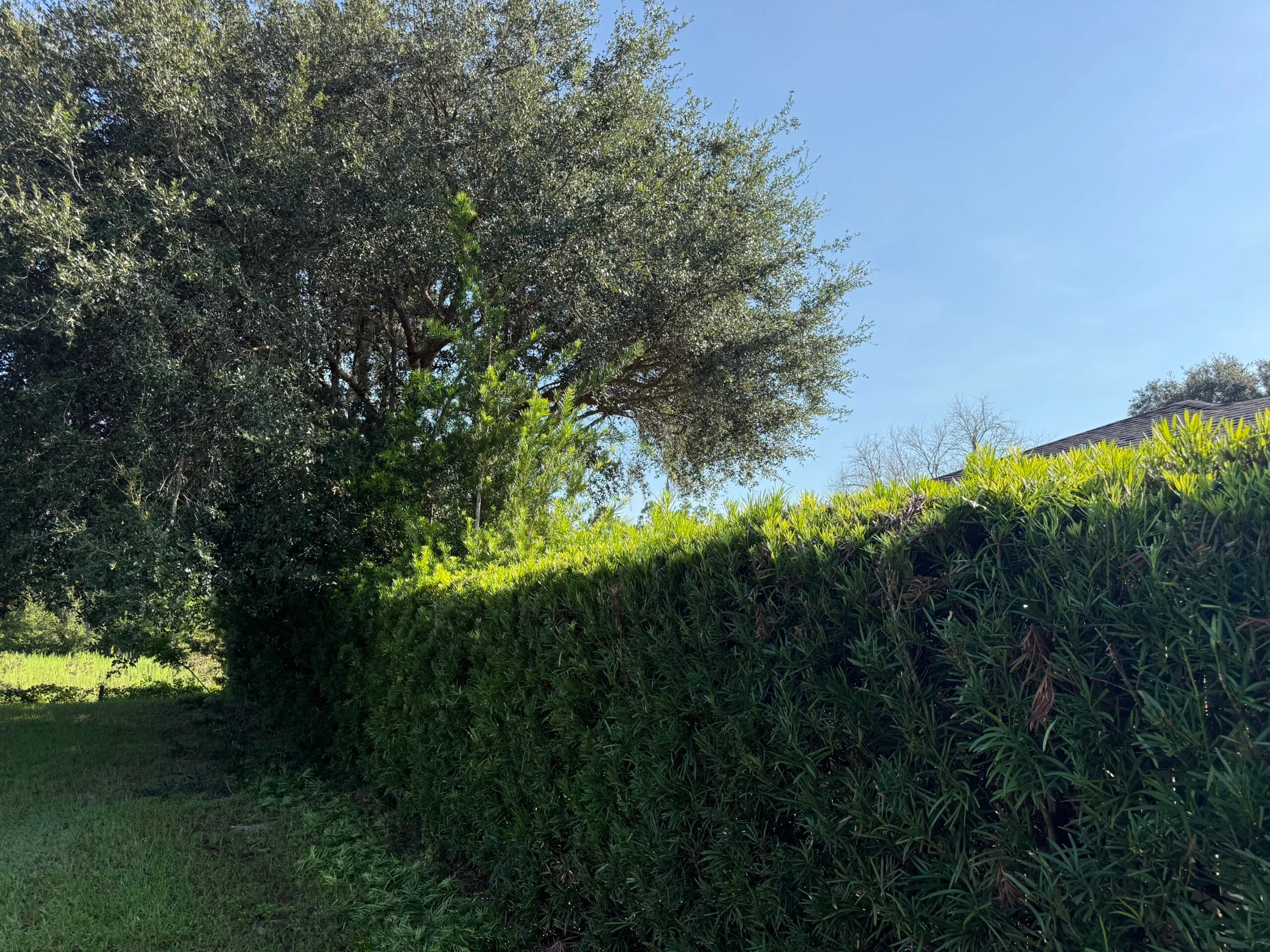 Completed lawn and landscape maintenance project in Lake County, Florida